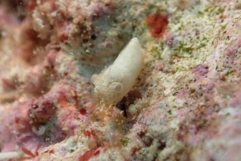 ズングリヒメサンゴモエビ