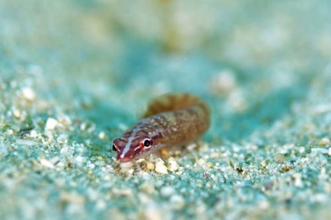 ミナミウバウオ