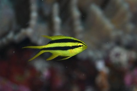 ヒレナガスズメダイ