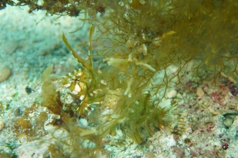 オビテンスモドキ