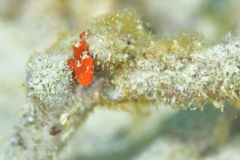 カエルアンコウ科の1種