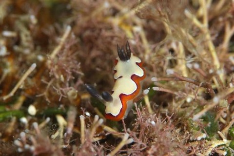 フジナミウミウシ