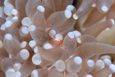 ウィル・エウフィリウス