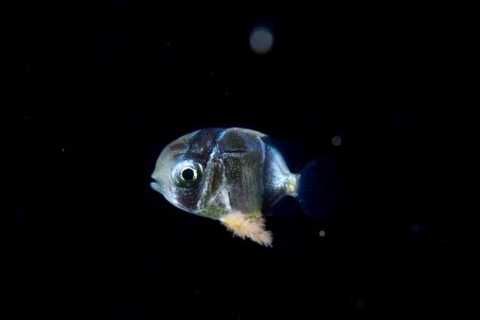 刺激的な水中生物