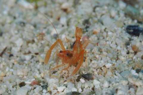 スベスベオトヒメエビ属の1種