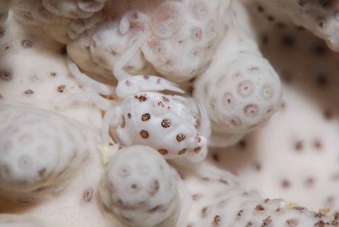 トサカガザミ属の1種