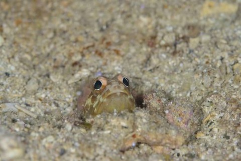 ホシカゲアゴアマダイ