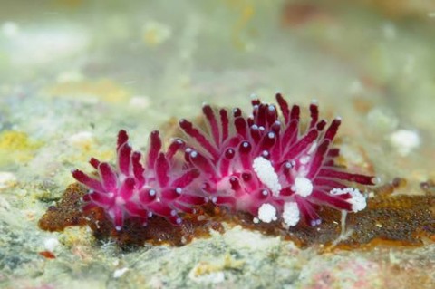 ウミウシ不明種