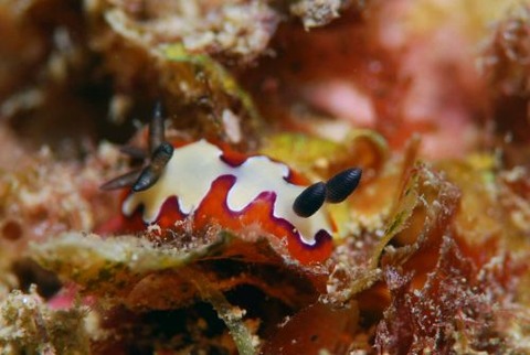 フジナミウミウシ