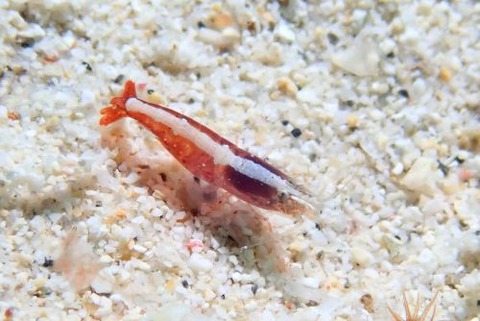 トゲテッポウエビ