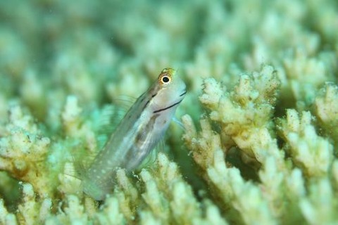 イシガキカエルウオ