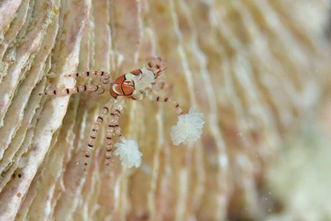 キンチャクガニ