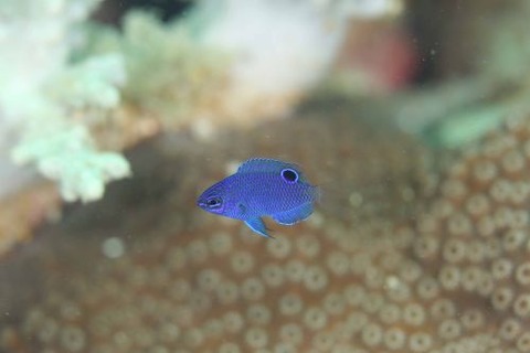 ナガサキスズメダイ