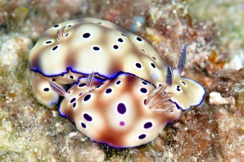 マダライロウミウシ