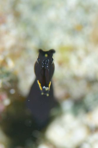 ハナヒゲウツボ