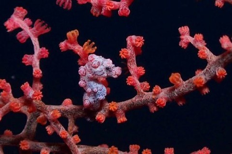 Hippocampus bargibanti