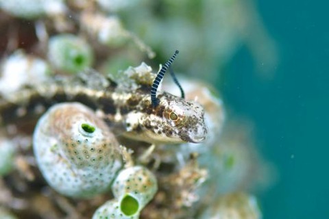 ウオビルのなかま