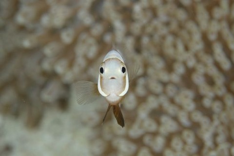 トウアカクマノミ