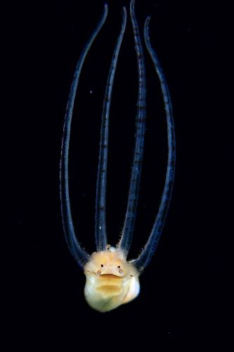 刺激的な水中生物