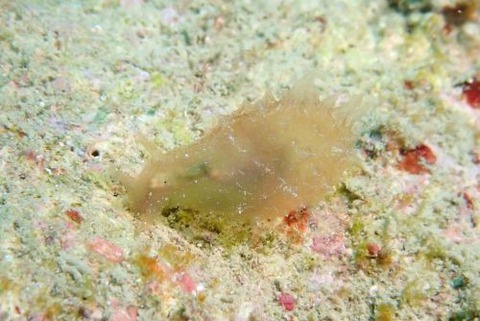 フウセンウミウシ