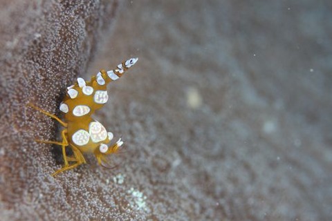 イソギンチャクモエビ