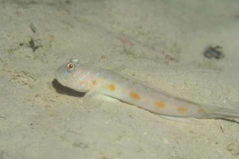 イレズミサルハゼ