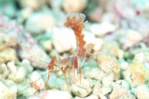 アナエビ科の１種