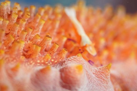 ウミウシカクレエビ