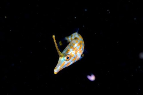 刺激的な水中生物