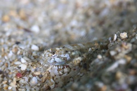 ヒゲモジャハゼ