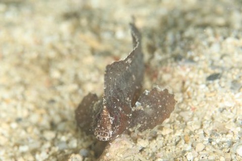 ツマジロオコゼ