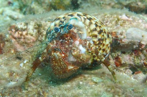 オキナワホンヤドカリ