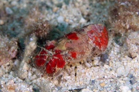 ツメナガヒメセミエビ