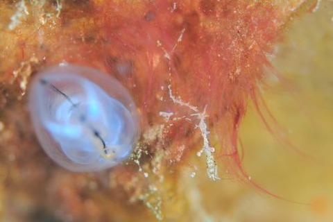 シオサイカクレエビ