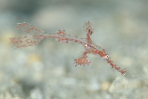 ホソフウライウオ