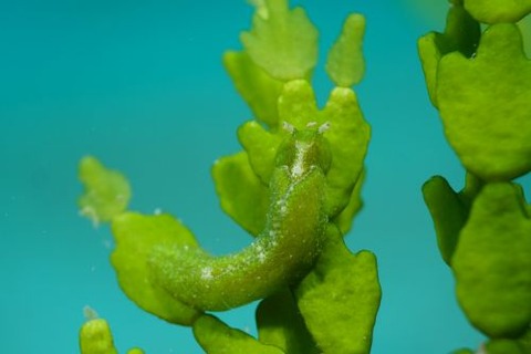 ウチワミドリガイ