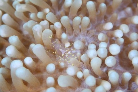 イソギンチャクモドキカクレエビ