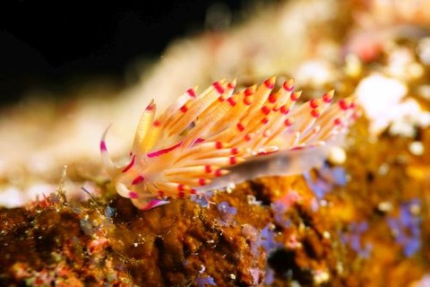 セスジミノウミウシのなかま