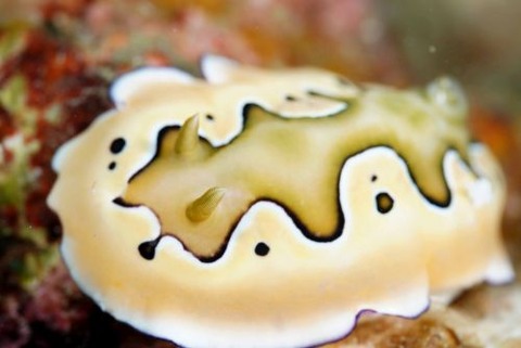 シラナミイロウミウシ