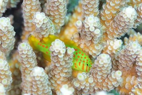 アカテンコバンハゼ