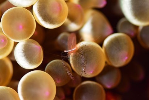 カザリイソギンチャクエビ