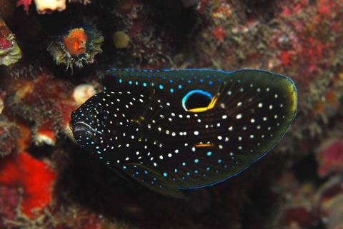 シモフリタナバタウオ