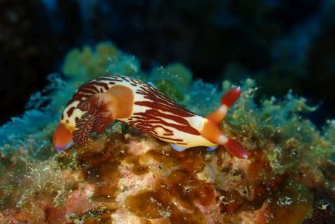 クロスジリュウグウウミウシ
