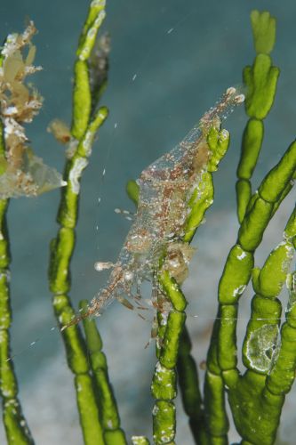 Urocaridella urocaridella