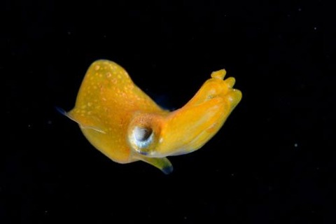 刺激的な水中生物