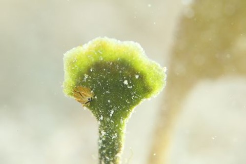 イリオモテモウミウシ