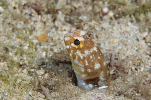 ホシカゲアゴアマダイ