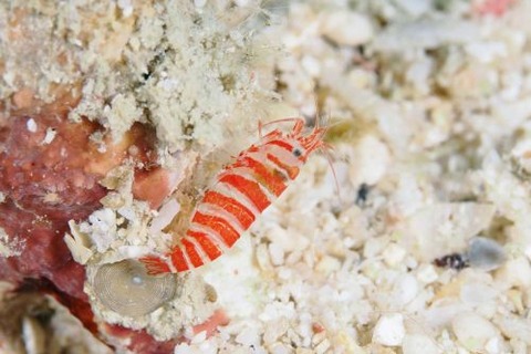 カザリムラサキエビ