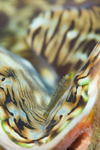 ウミショウブハゼ属の1種