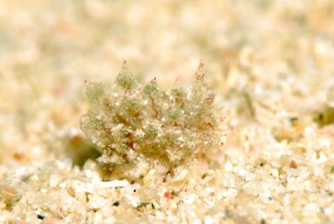 ハナサキコヤナギウミウシ